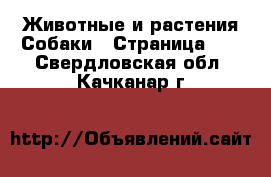 Животные и растения Собаки - Страница 13 . Свердловская обл.,Качканар г.